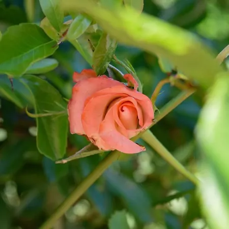 カントリーハウス Casale Della Pastaia